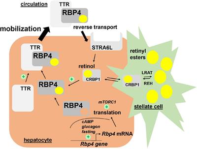 Biological Functions of RBP4 and Its Relevance for Human Diseases